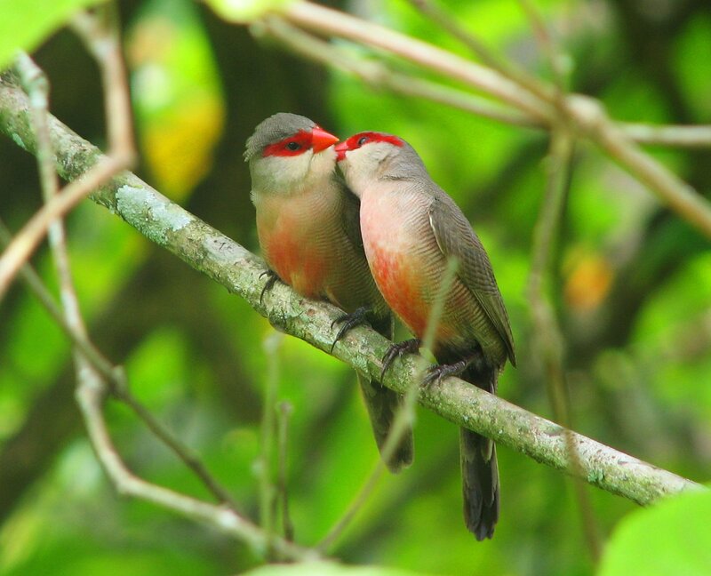 Two Red-billed Birds — Green