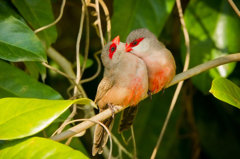Two Red-billed Birds