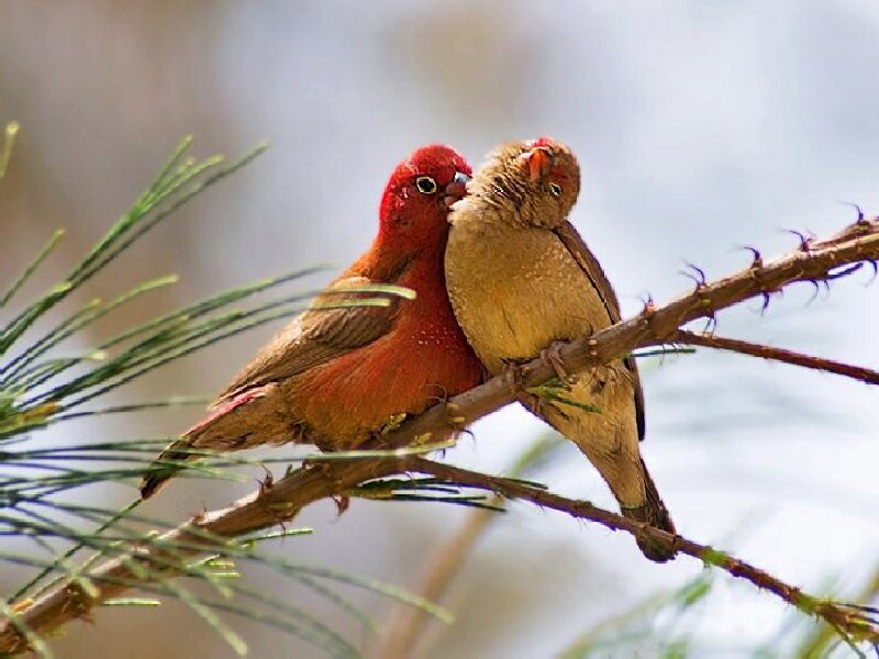 Two Red Birds on Branch — Peaceful