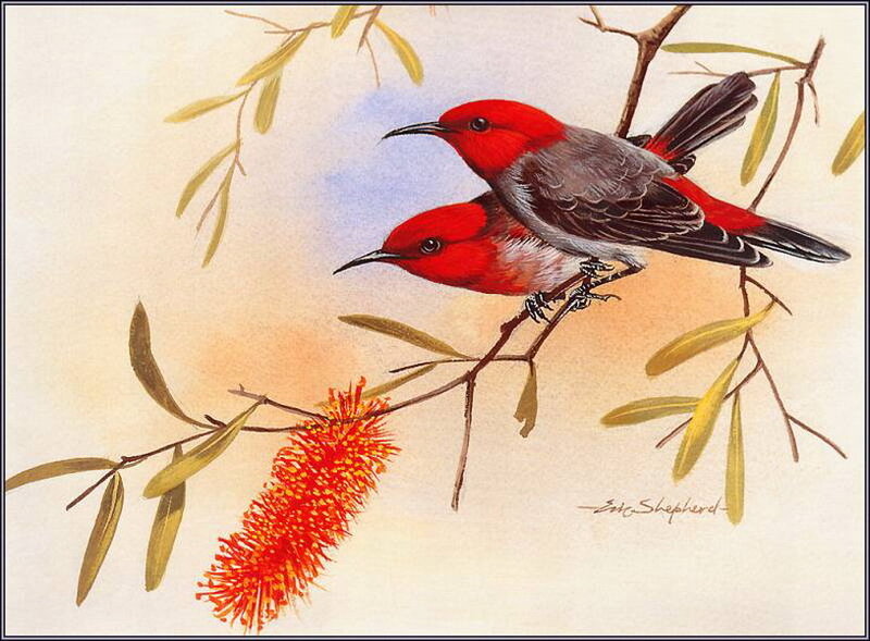 Two Red Birds on Branch — Serene
