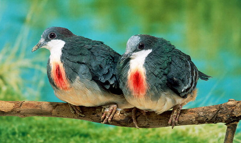 Two Red-breasted Pigeons