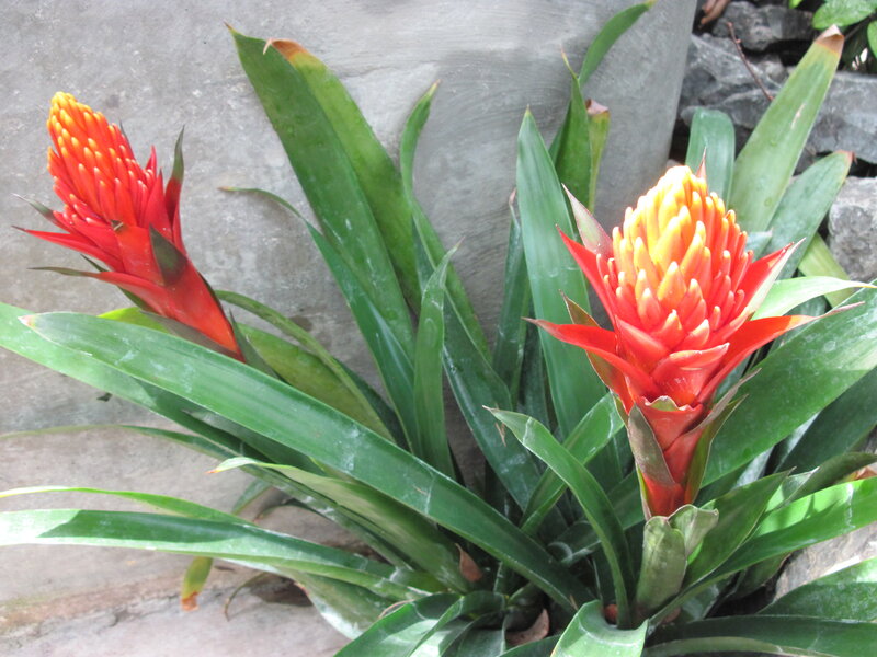 Two Red Bromeliad Flowers