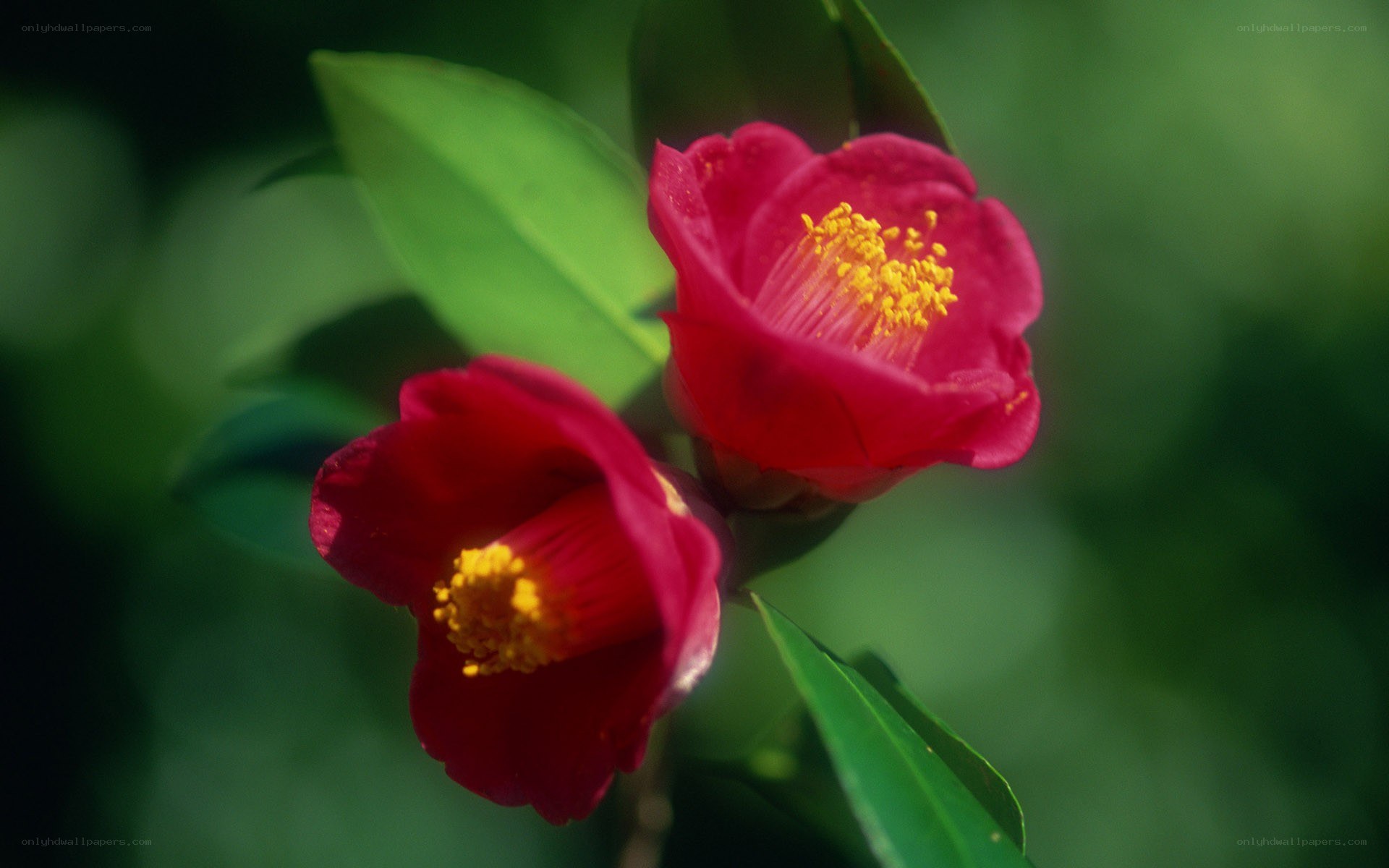 Two red camellia flowers