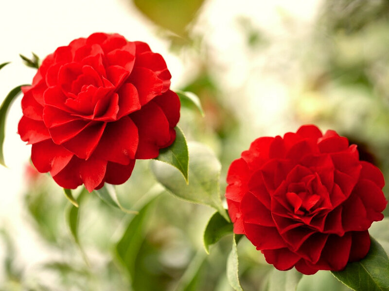 Two Red Camellia Flowers — Serene, Photograph