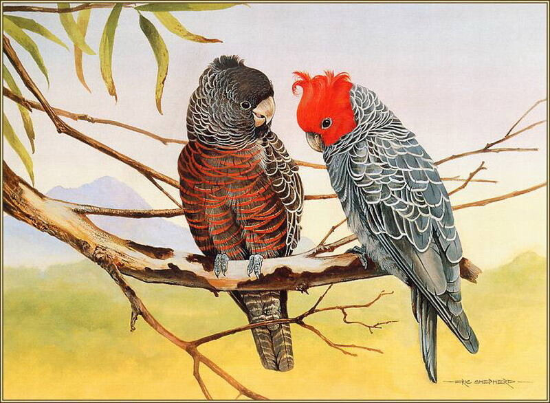 Two Red-capped Parrots