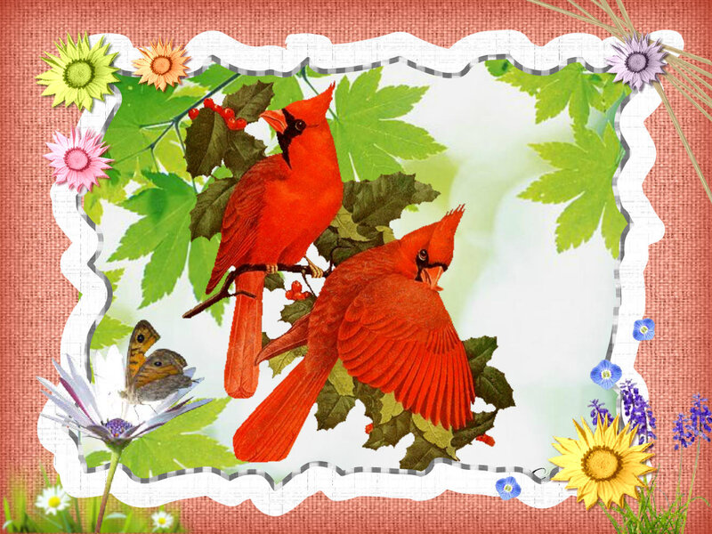 Two Red Cardinals — Calm