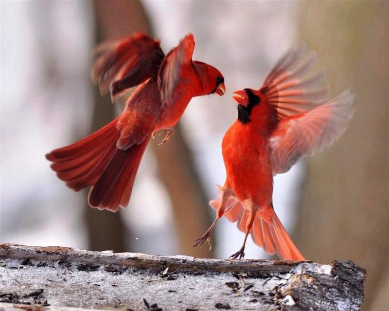 Two Red Cardinals Fighting