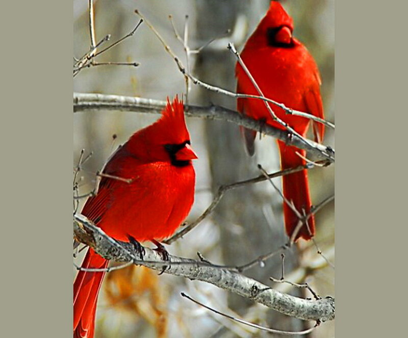 Two Red Cardinals