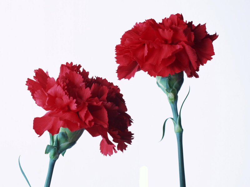 Two Red Carnations — Calm