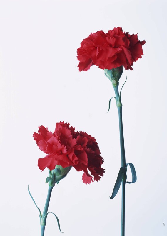 Two red carnations on white