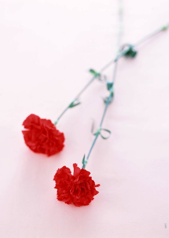 Two Red Carnations — Serene