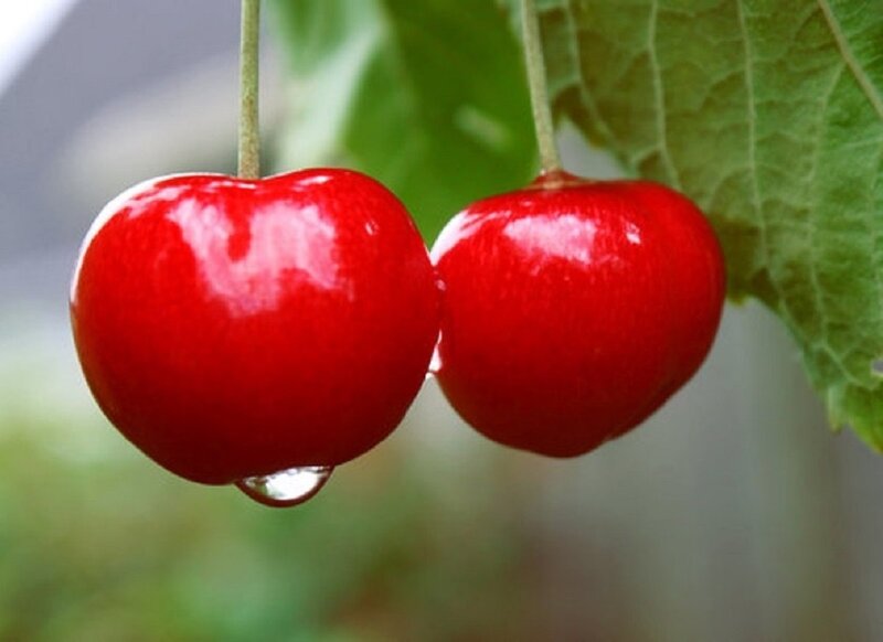 Two Red Cherries — Fresh