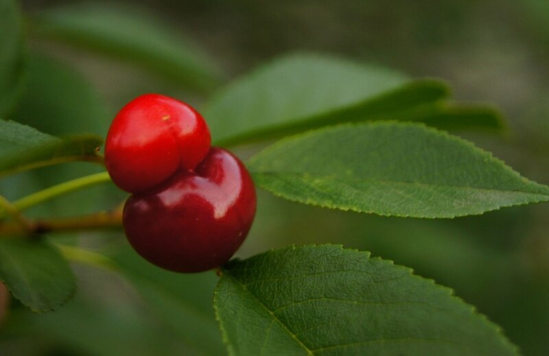 Two red cherries on a branch