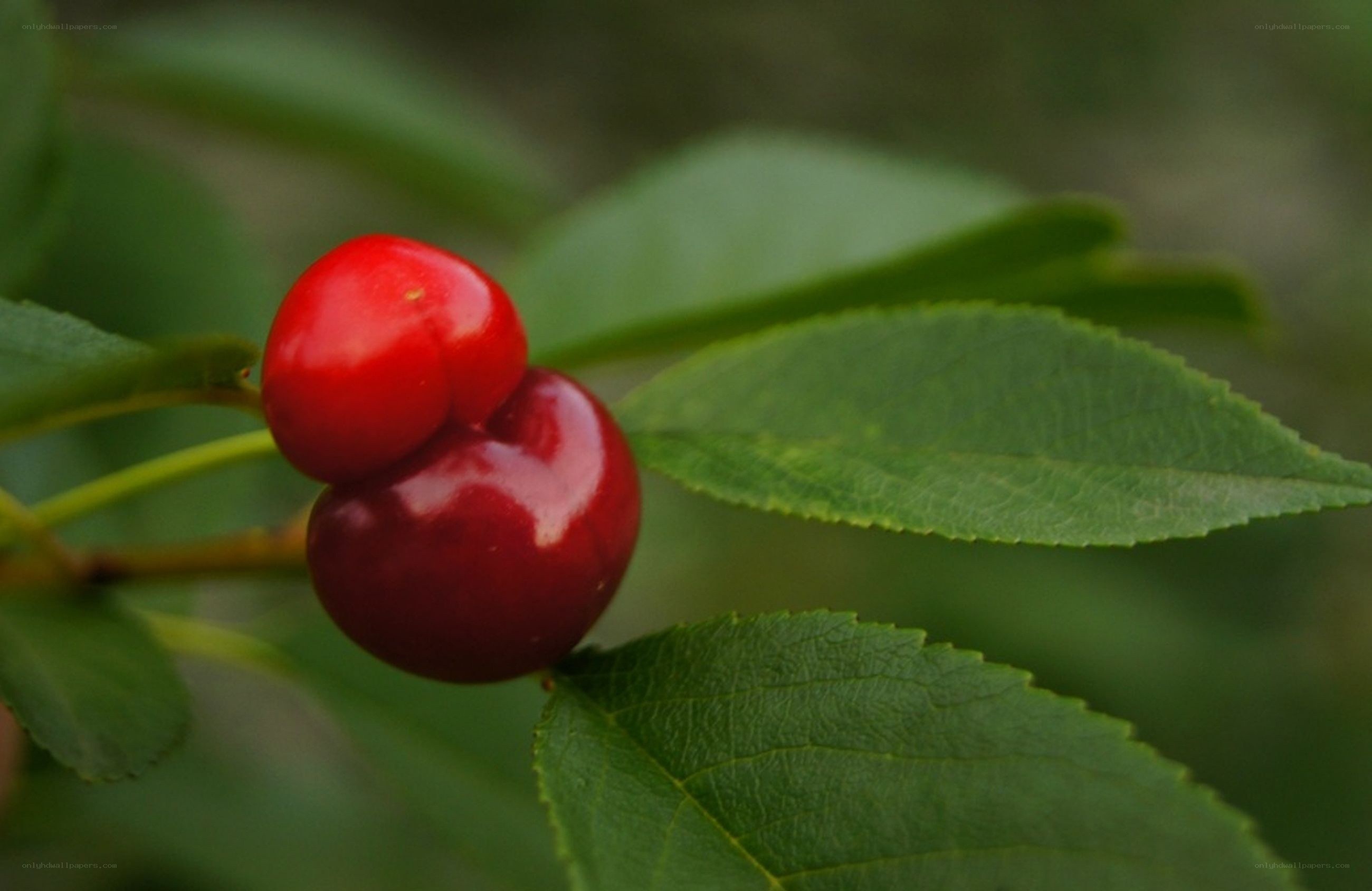 Two red cherries on a branch