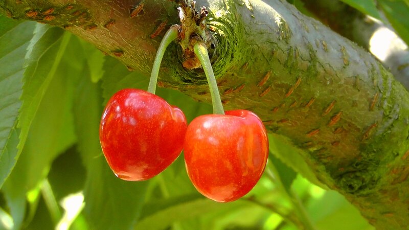 Two red cherries on a tree branch