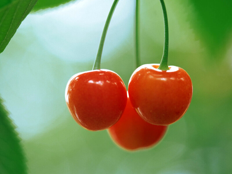 Two Red Cherries — Serene