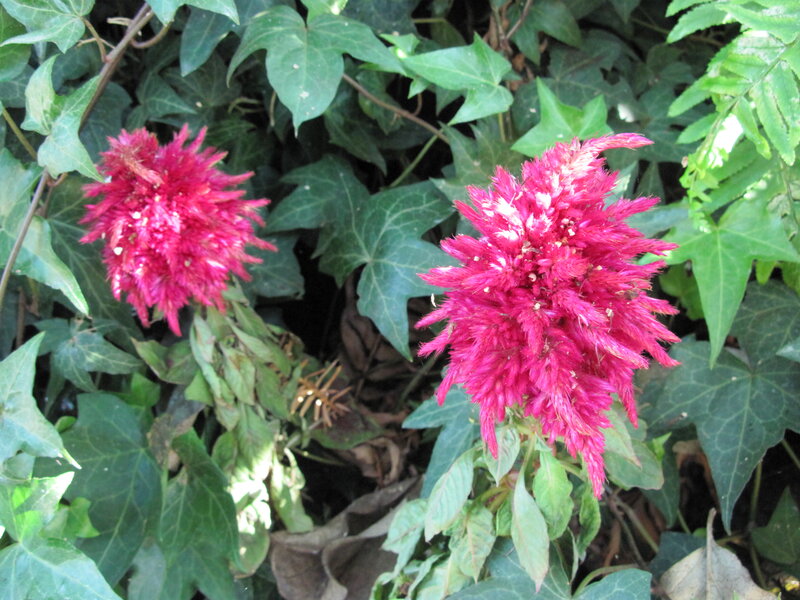 Two Red Cockscomb Flowers