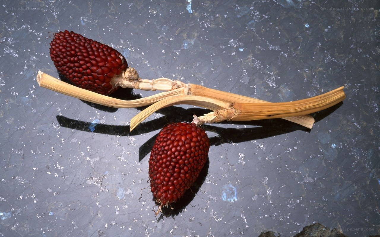 Two red corn cobs on a stem