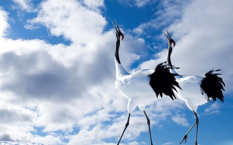 Two Red-crowned Cranes — Blue