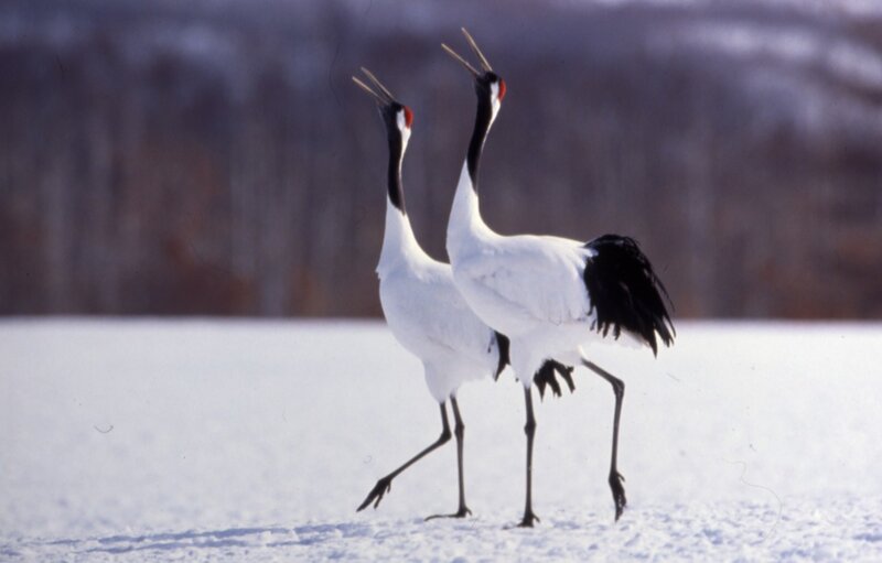 Two Red-crowned Cranes