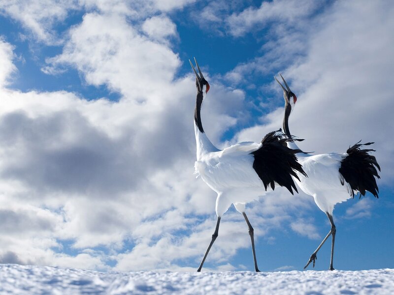 Two Red-crowned Cranes — White, Dramatic