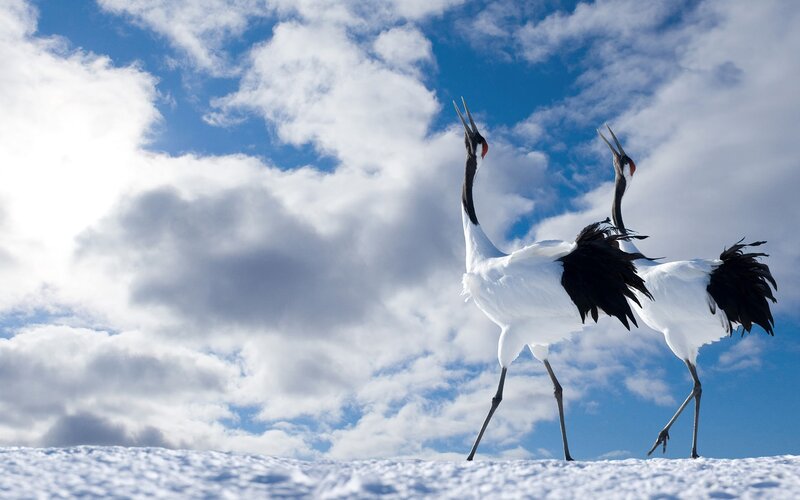 Two Red-crowned Cranes — White, Dramatic, Winter, Photograph