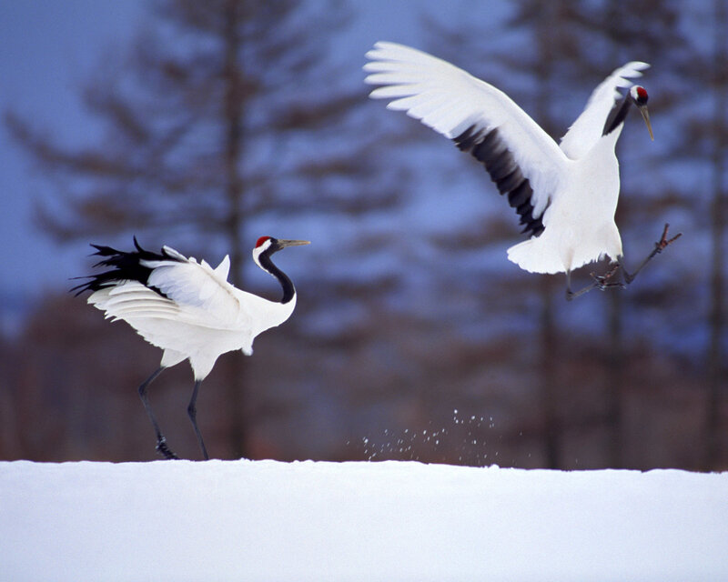 Two Red-crowned Cranes — White, Dynamic