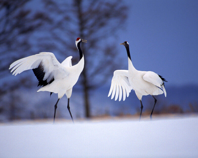 Two Red-crowned Cranes — White, Serene