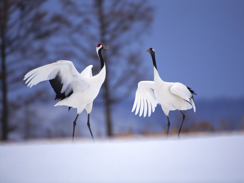 Two Red-crowned Cranes — White, Serene, Winter, Photograph, Snow