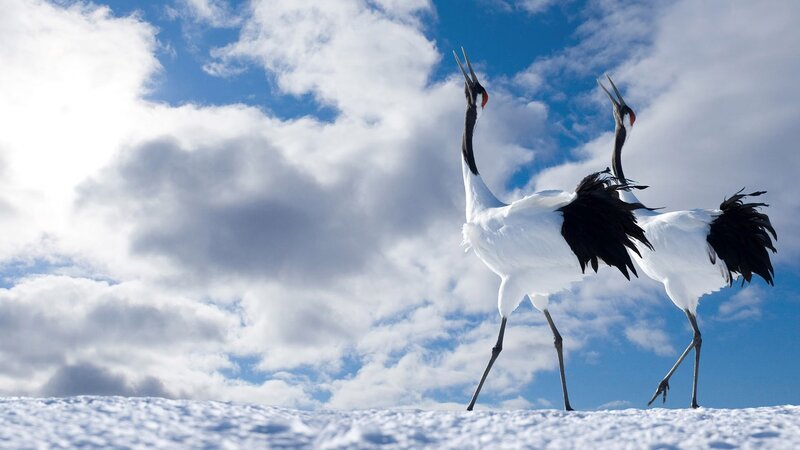 Two Red-crowned Cranes — White, Serene, Winter, Photograph