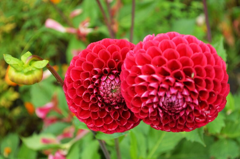 Two Red Dahlia Flowers — Calm