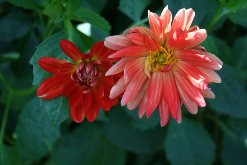 Two Red Dahlia Flowers — Natural