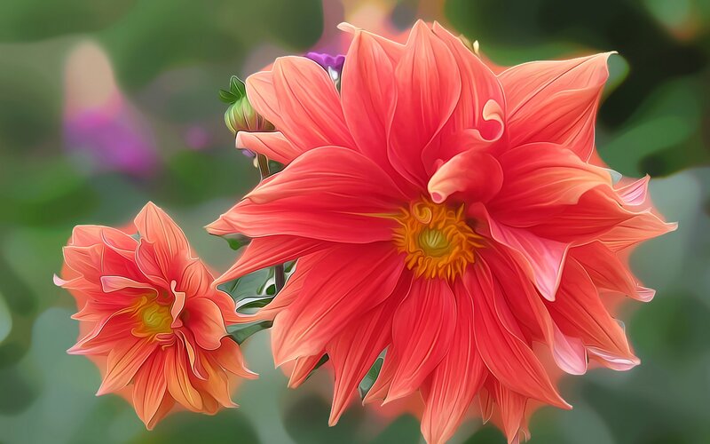 Two Red Dahlia Flowers — Serene