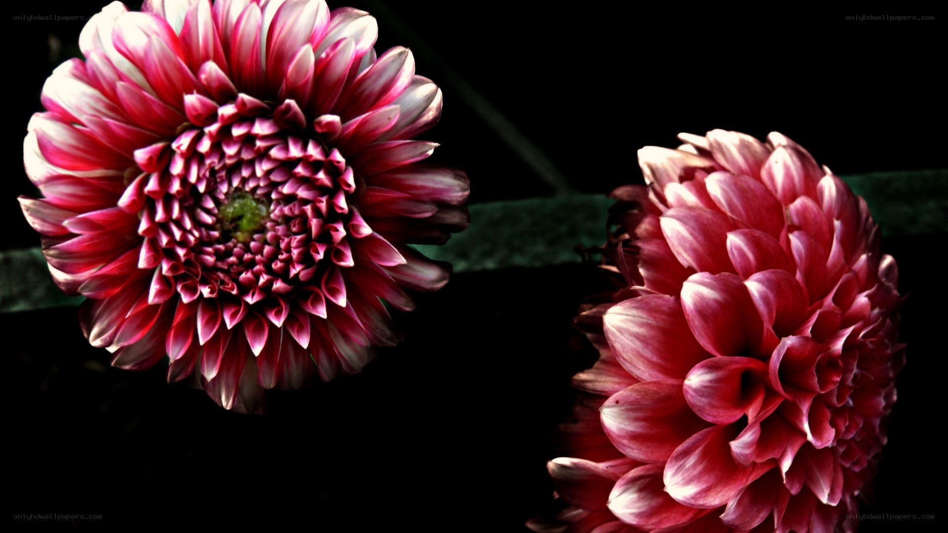 Two red dahlia flowers