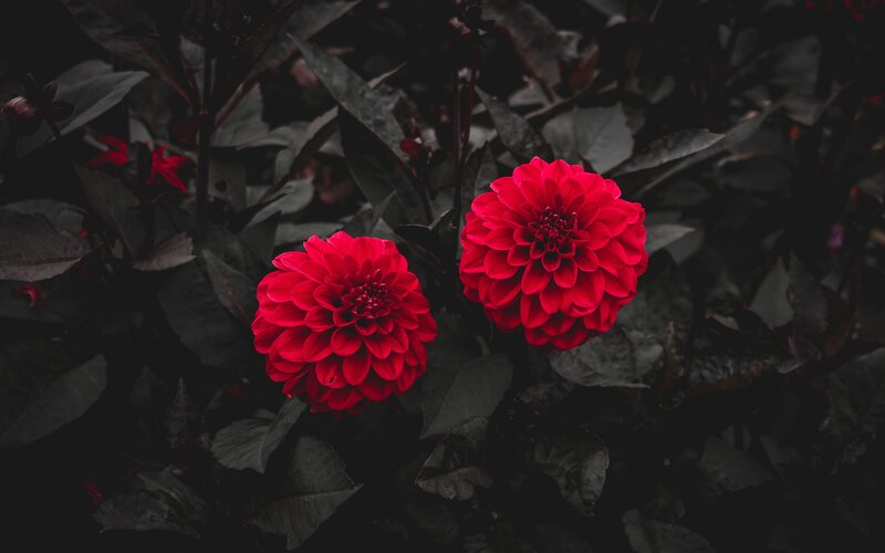 Two Red Dahlias — Dramatic