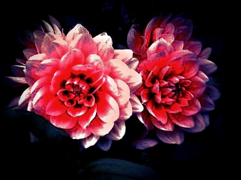 Two Red Dahlias