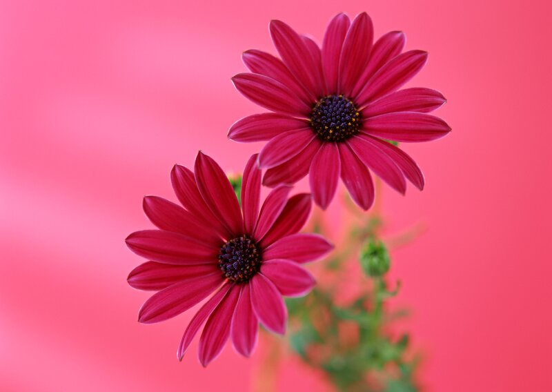 Two red daisies on pink
