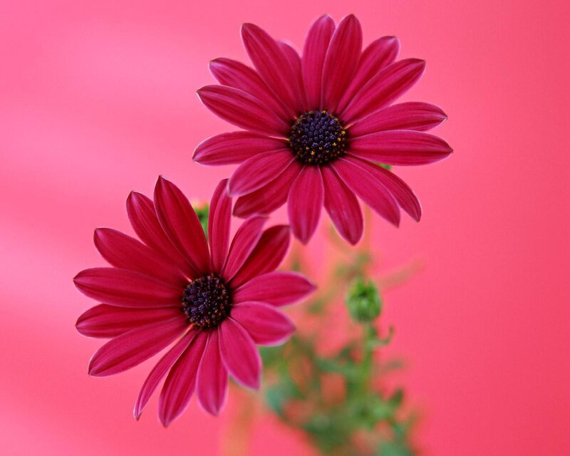 Two red daisies on pink