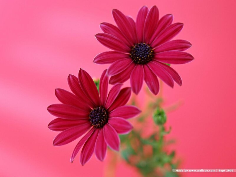 Two Red Daisies — Pink