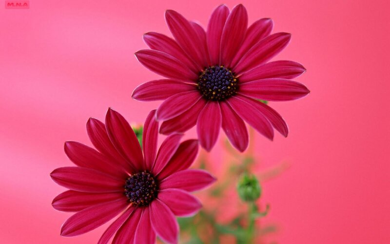 Two Red Daisies