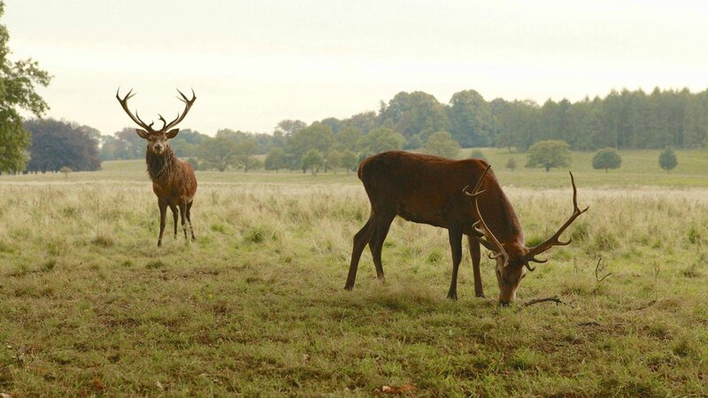 Two Red Deer Stags — Green