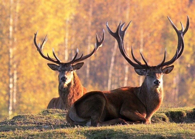 Two Red Deer Stags
