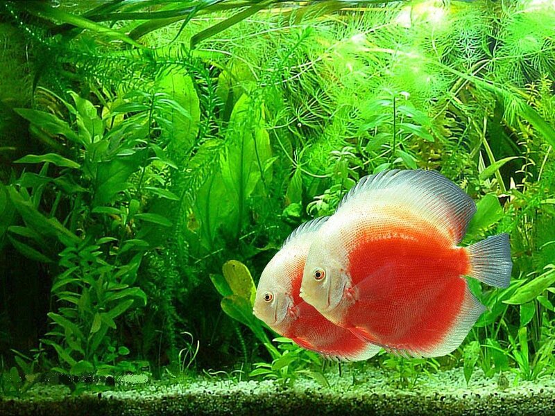 Two Red Discus Fish