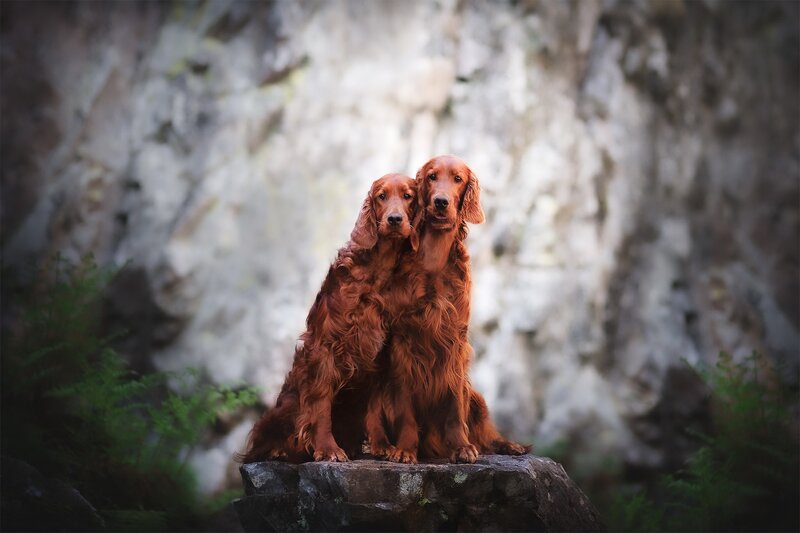 Two Red Dogs on Rock