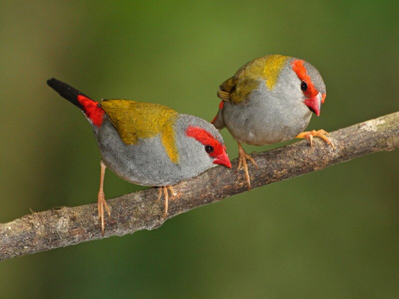 Two Red-eared Finches