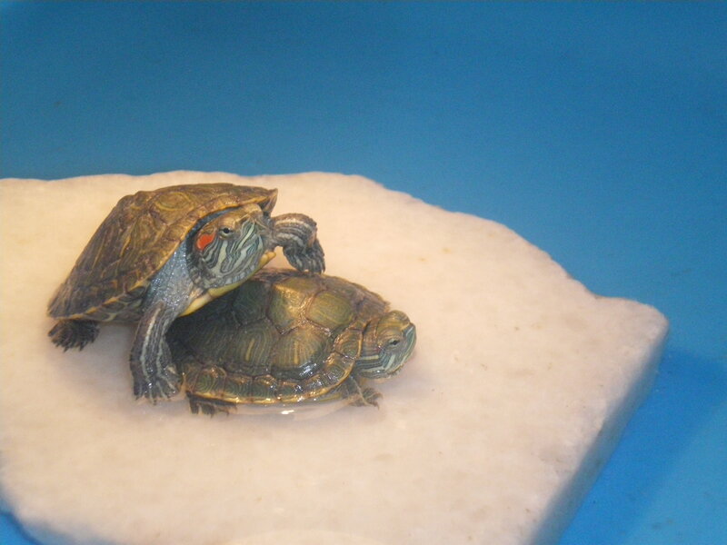 Two Red-eared Sliders