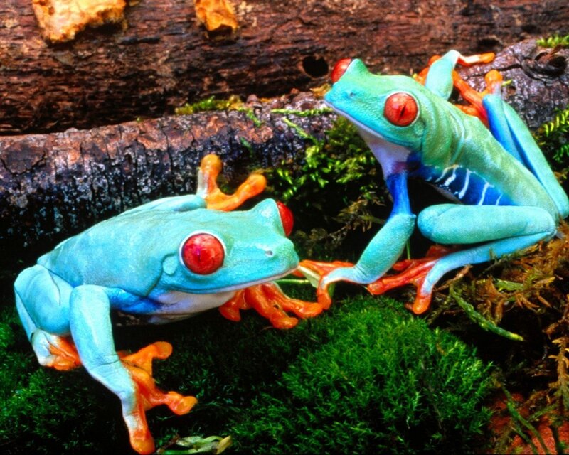 Two red-eyed tree frogs
