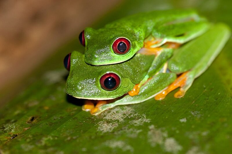 Two Red-eyed Tree Frogs — Green, Calm, Photograph