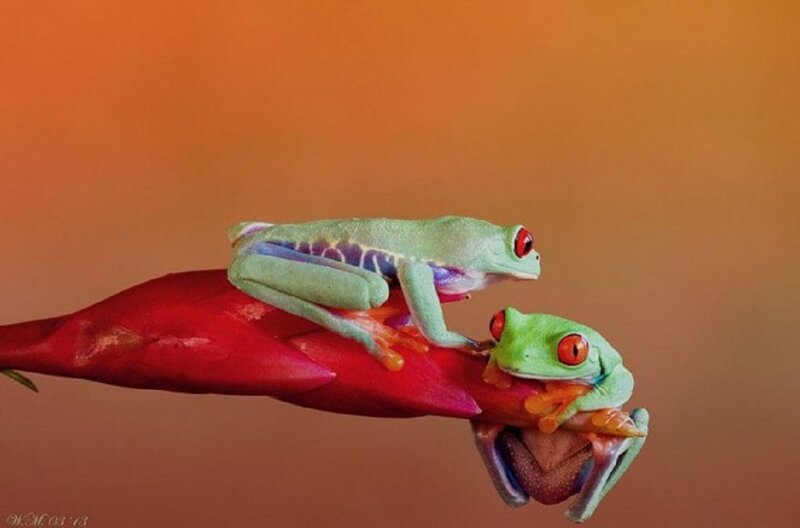 Two Red-eyed Tree Frogs — Green, Calm, Sunset