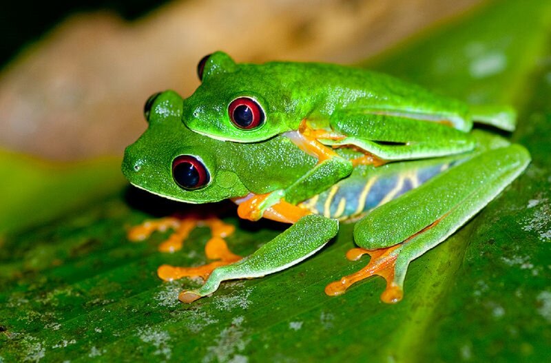 Two Red-eyed Tree Frogs — Green, Calm